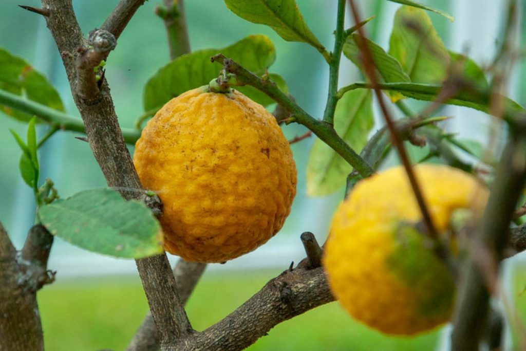 Yuzu: el aromático cítrico asiático que tienes que conocer