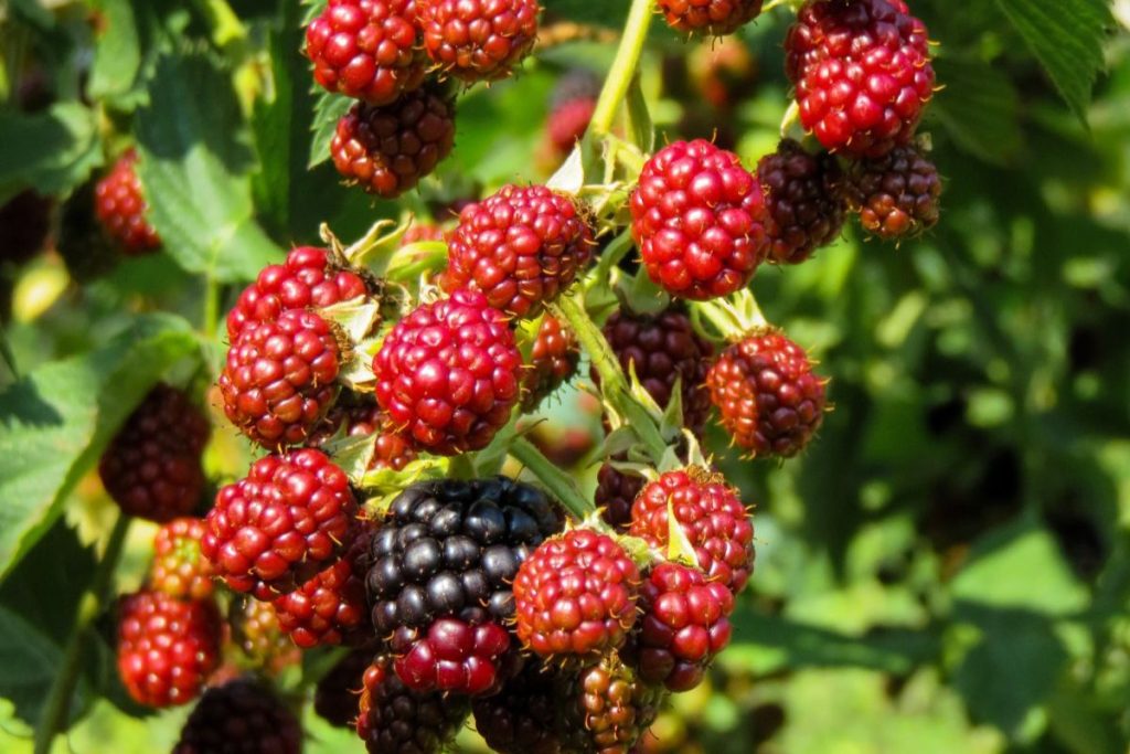 Las bayas son frutos naturales que