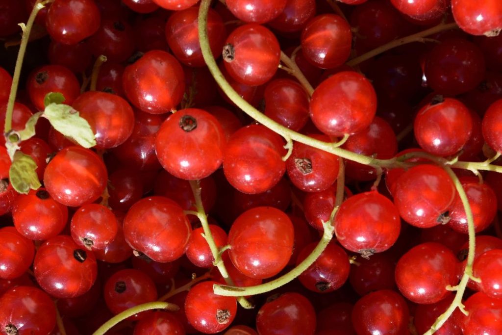 Bayas: diminutas joyas comestibles que presumen una variedad impresionante 0
