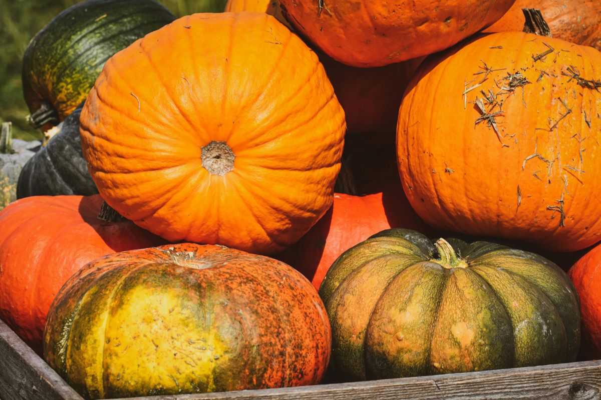 ¿Cómo saber si la calabaza de Castilla está madura?