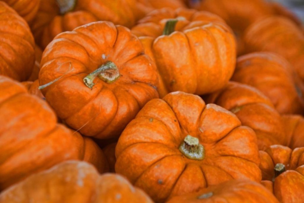 La calabaza de Castilla es una especie popular durante el otoño en México.