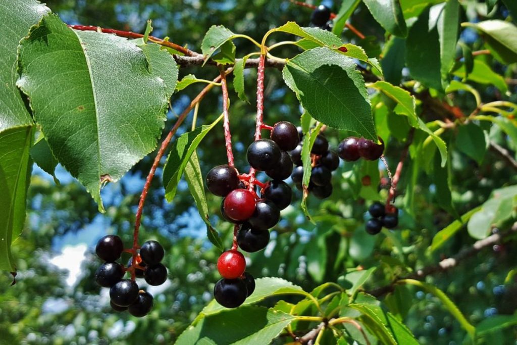 La cereza negra es una fruta que se reconoce como baya agregada.