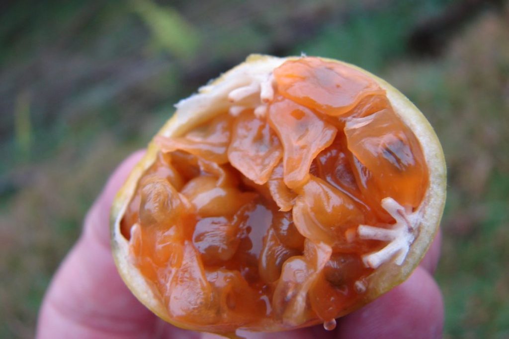 La curuba es una fruta tropical similar al maracuyá.