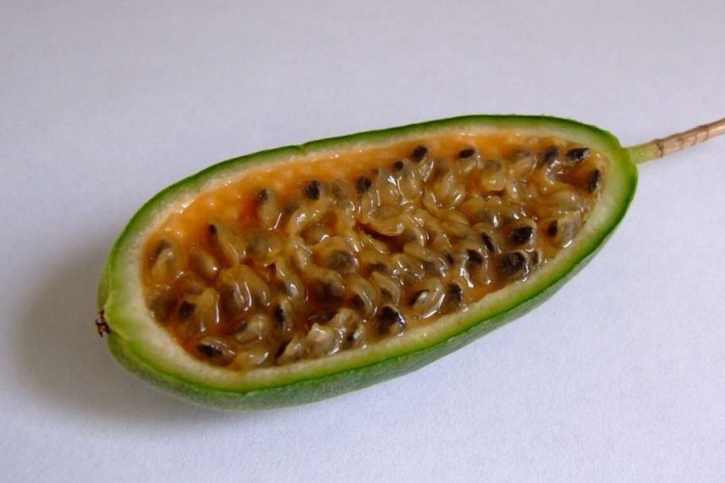 Curuba: así es una fruta tropical legendaria en América del Sur