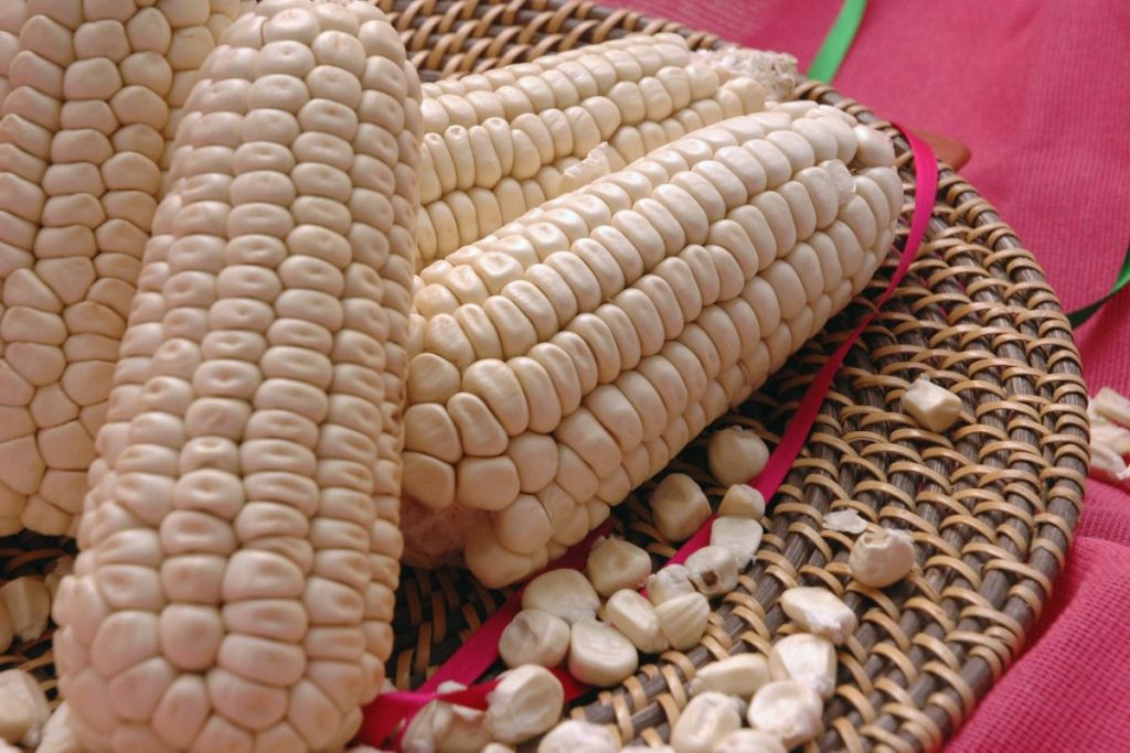 Elote cacahuazintle: la especie que protagoniza en las fiestas patrias