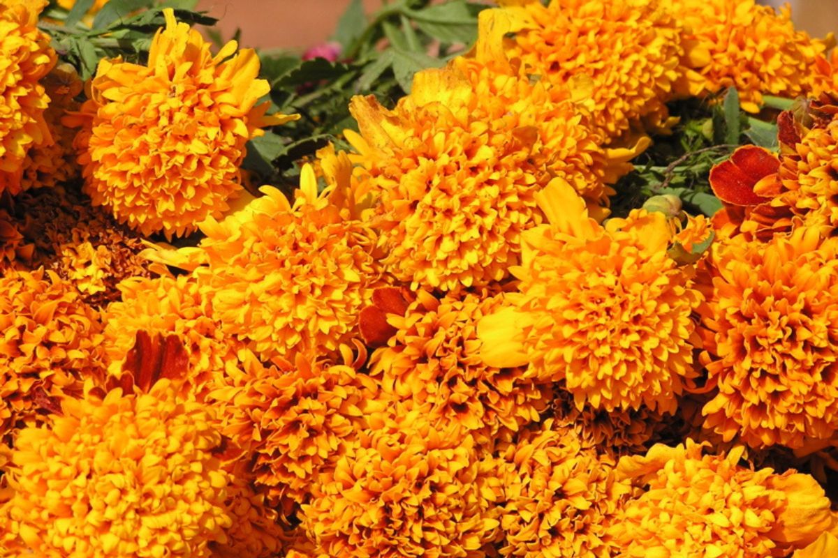 Flor de cempasúchil. Foto de Flickr.