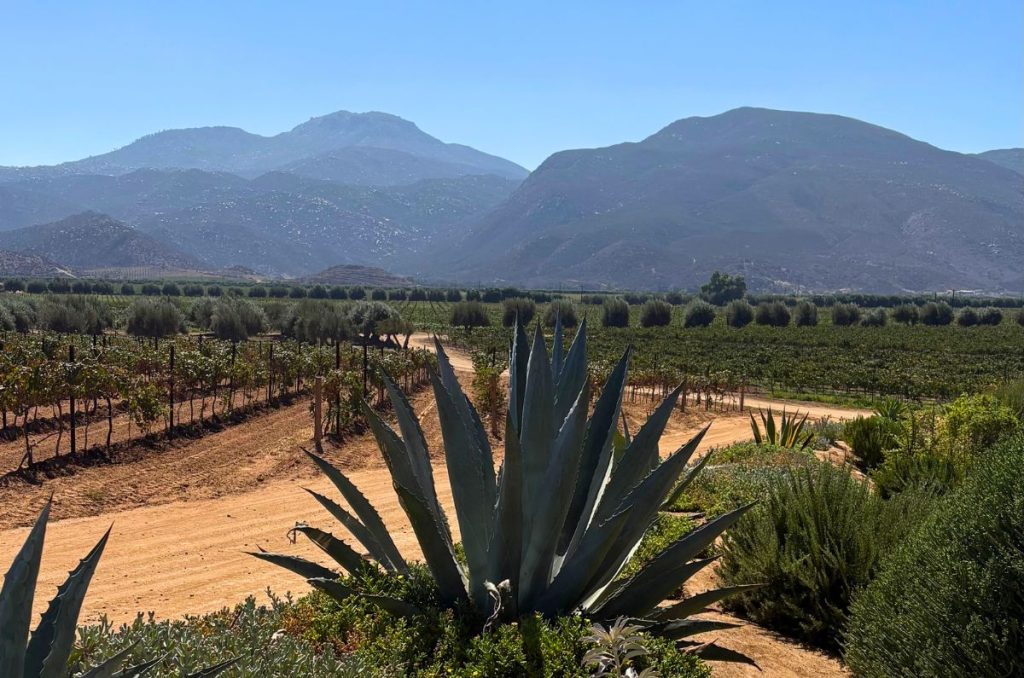 Fusión de Orígenes: el vino de Casillero del Diablo que une a México y Chile 1
