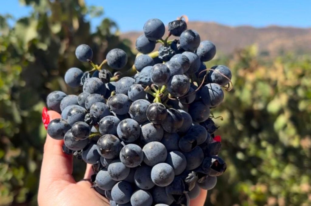 Fusión de Orígenes: el vino de Casillero del Diablo que une a México y Chile 3