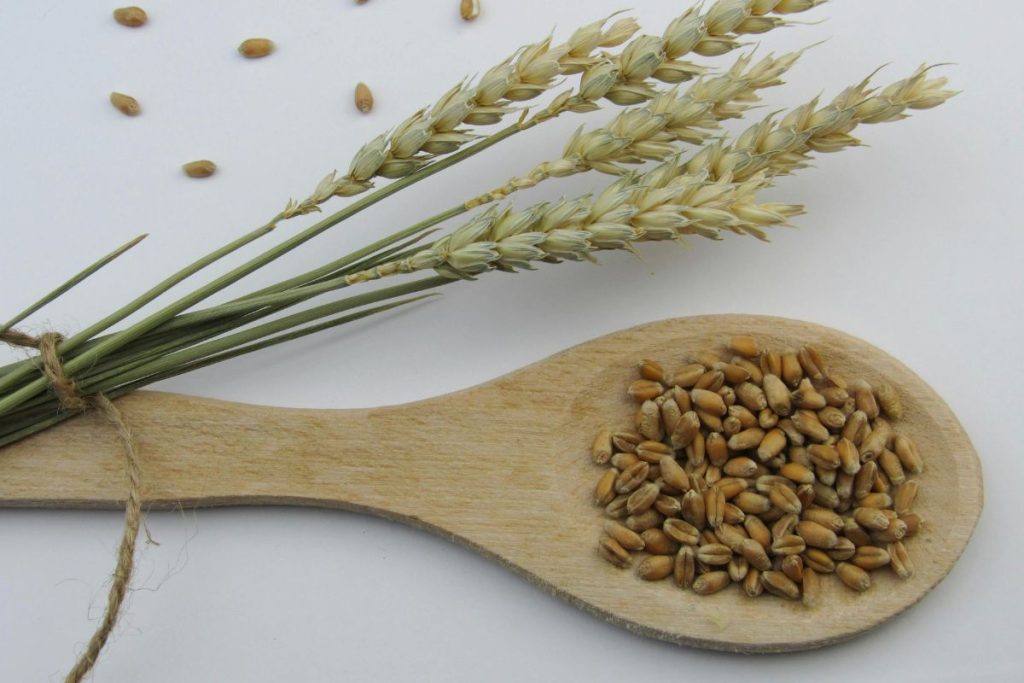Espelta: el histórico cereal que ¿es mejor que el trigo?