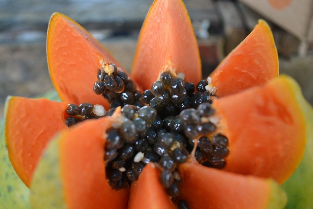 Las semillas de papaya si se comen y estos son los beneficios que presumen