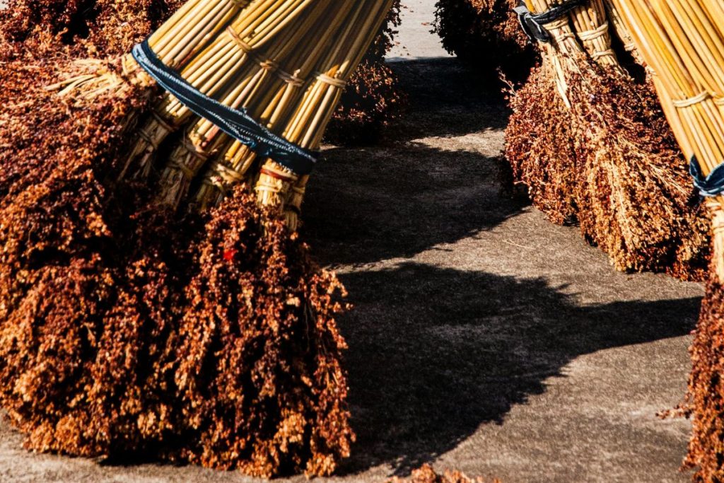 El sorgo es un tipo de cereal reconocido por estar libre de gluten.