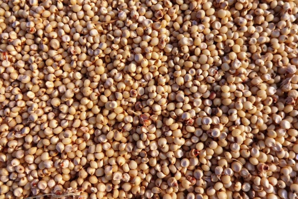 Sorgo: el cereal milenario libre de gluten y que presume grandes propiedades