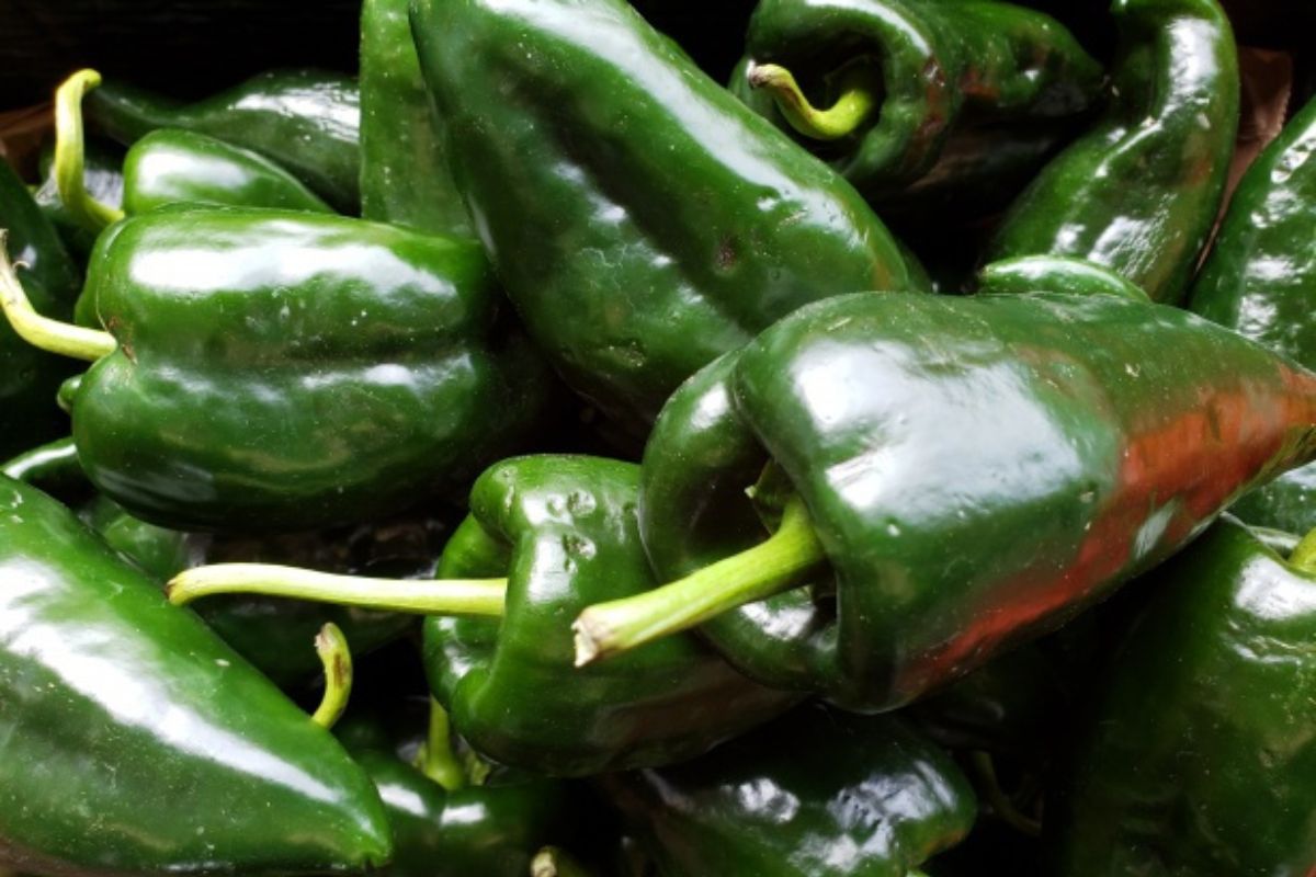 1. No todos los chiles funciona para esta técnica