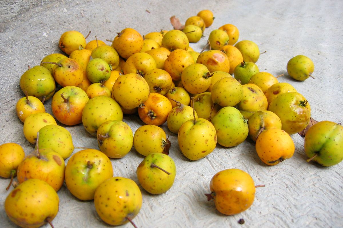 Cosecha de tejocotes. Foto de Flickr.