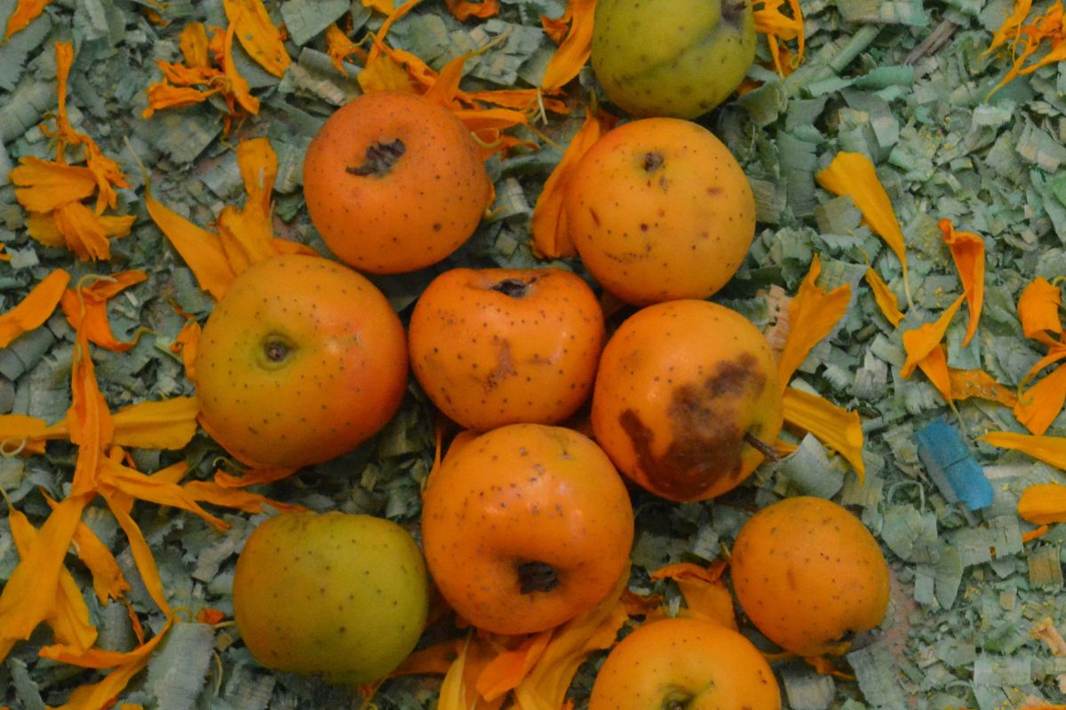 Ofrenda con fruta de temporada. Foto de Flickr.