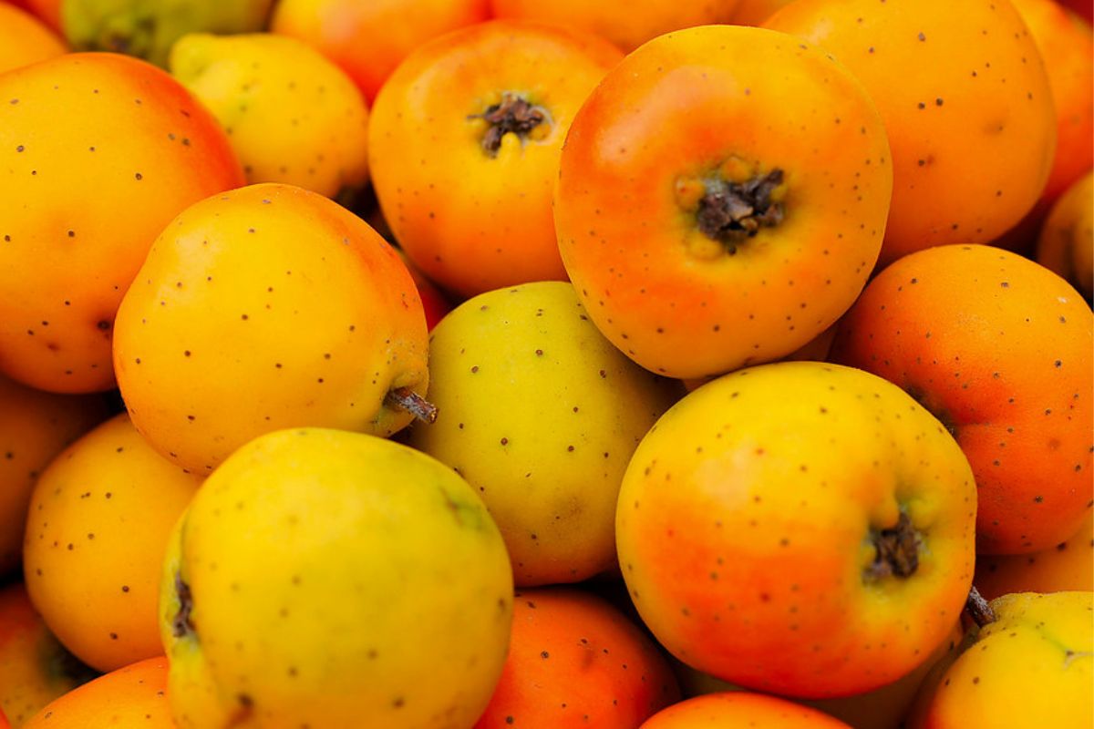 Tejocotes maduros. Foto de Flickr.