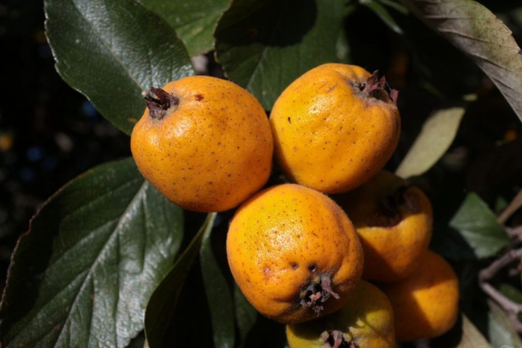 Los tejocotes son una fruta de otoño e invierno en México.