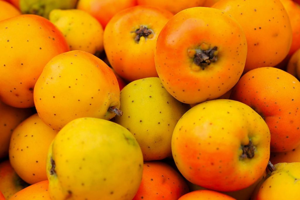 Tejocotes: el fruto de temporada que presumimos con orgullo en México