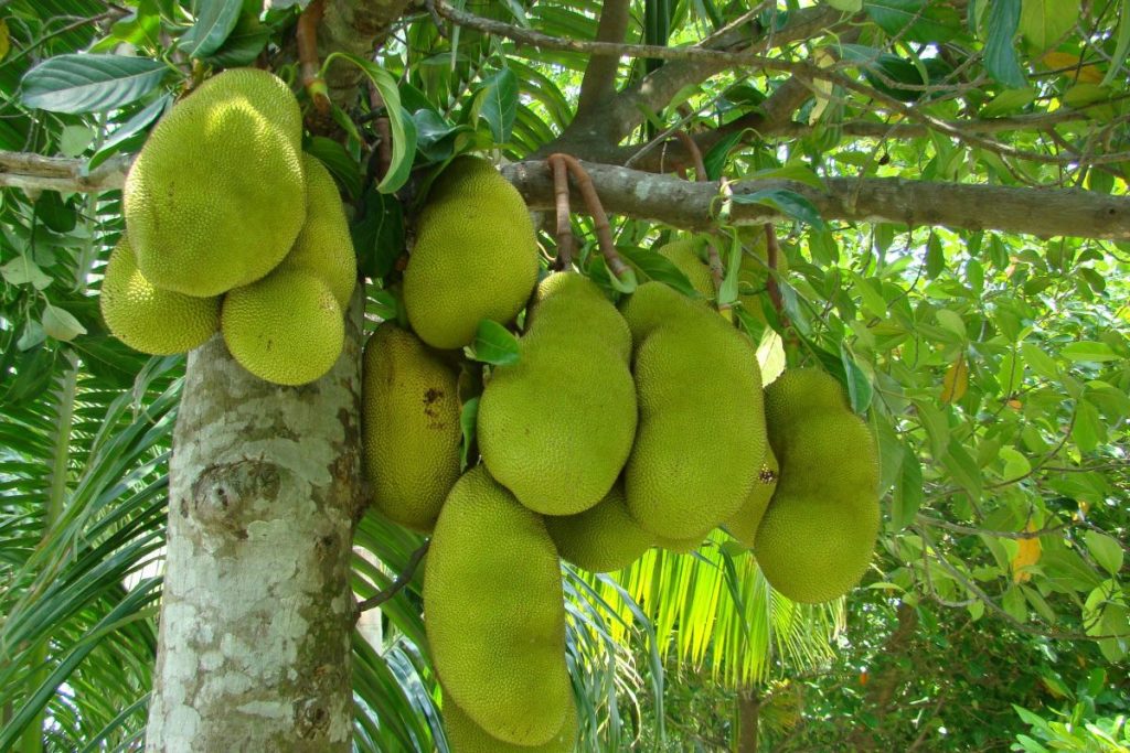 ¿Qué es la yaca y por qué deberías consumir esta fruta exótica?