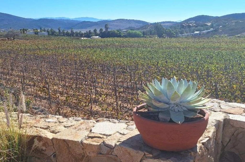 Valle de Guadalupe