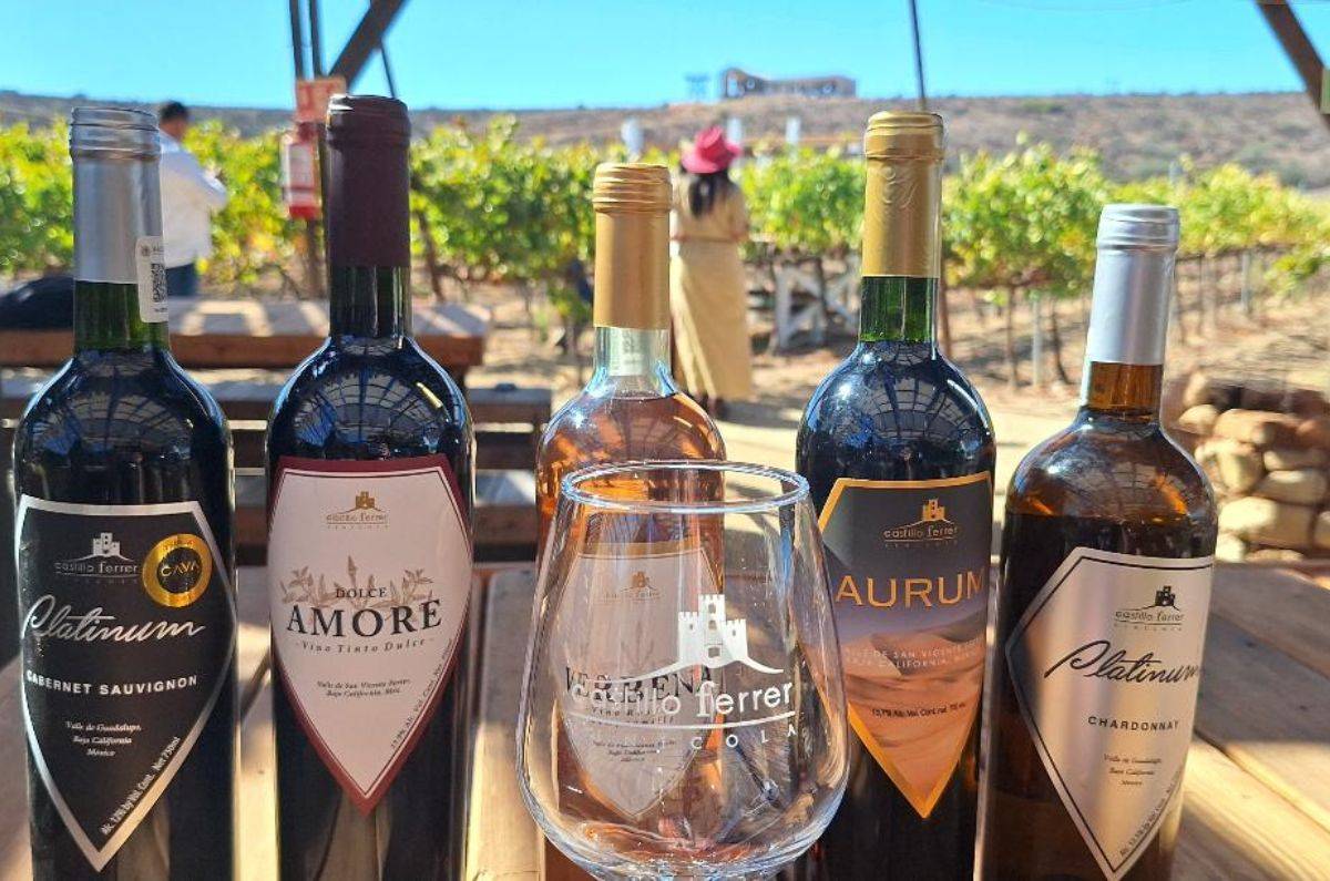 Viñedo de la bodega Castillo Ferrer, foto de Miriam Carmo