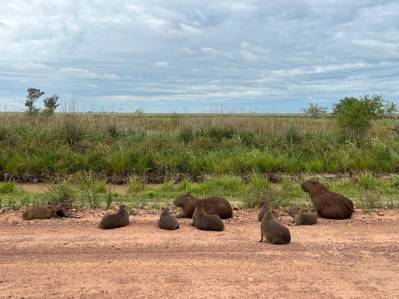 Créditos Tali Akuka - Grupo de carpinchos en el camino