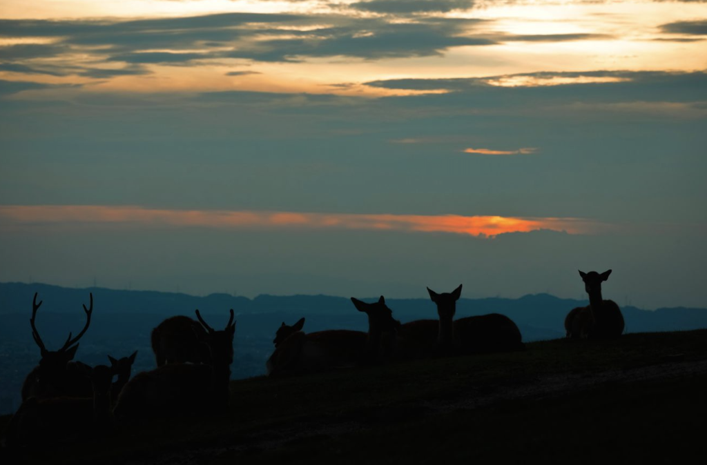 Más allá del tiempo: las bellezas de Nara en Japón 3