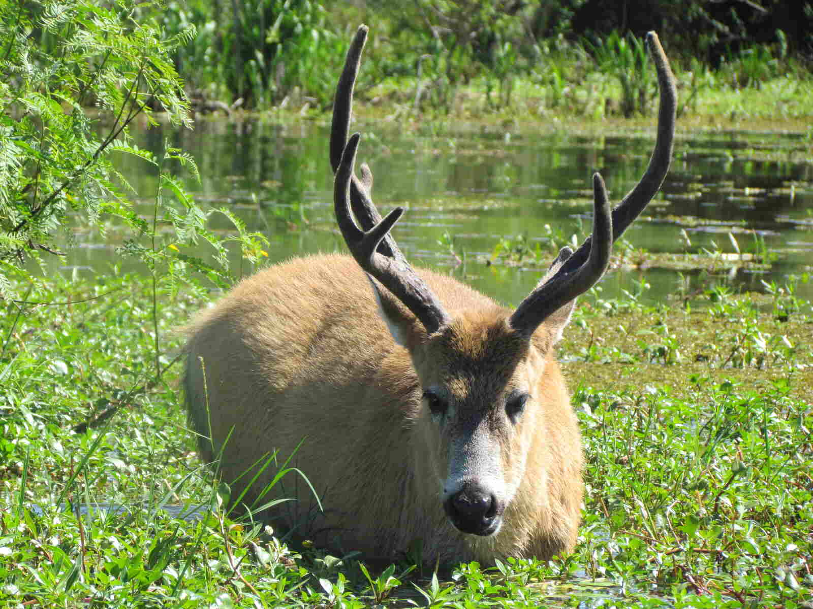 Una experiencia de ecoturismo en los Esteros del Iberá en Argentina 5