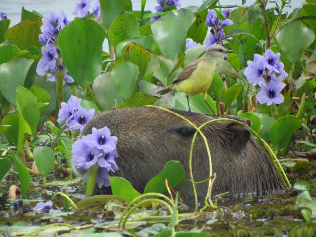 Una experiencia de ecoturismo en los Esteros del Iberá en Argentina