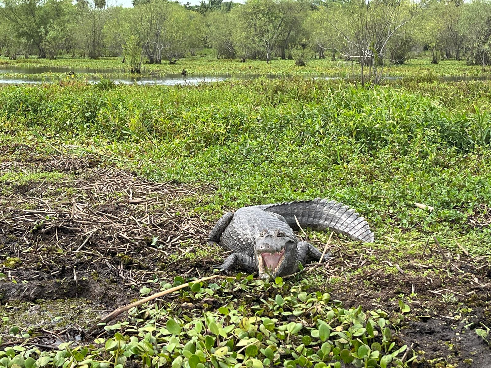 Caimán - Créditos Tali Akuka 