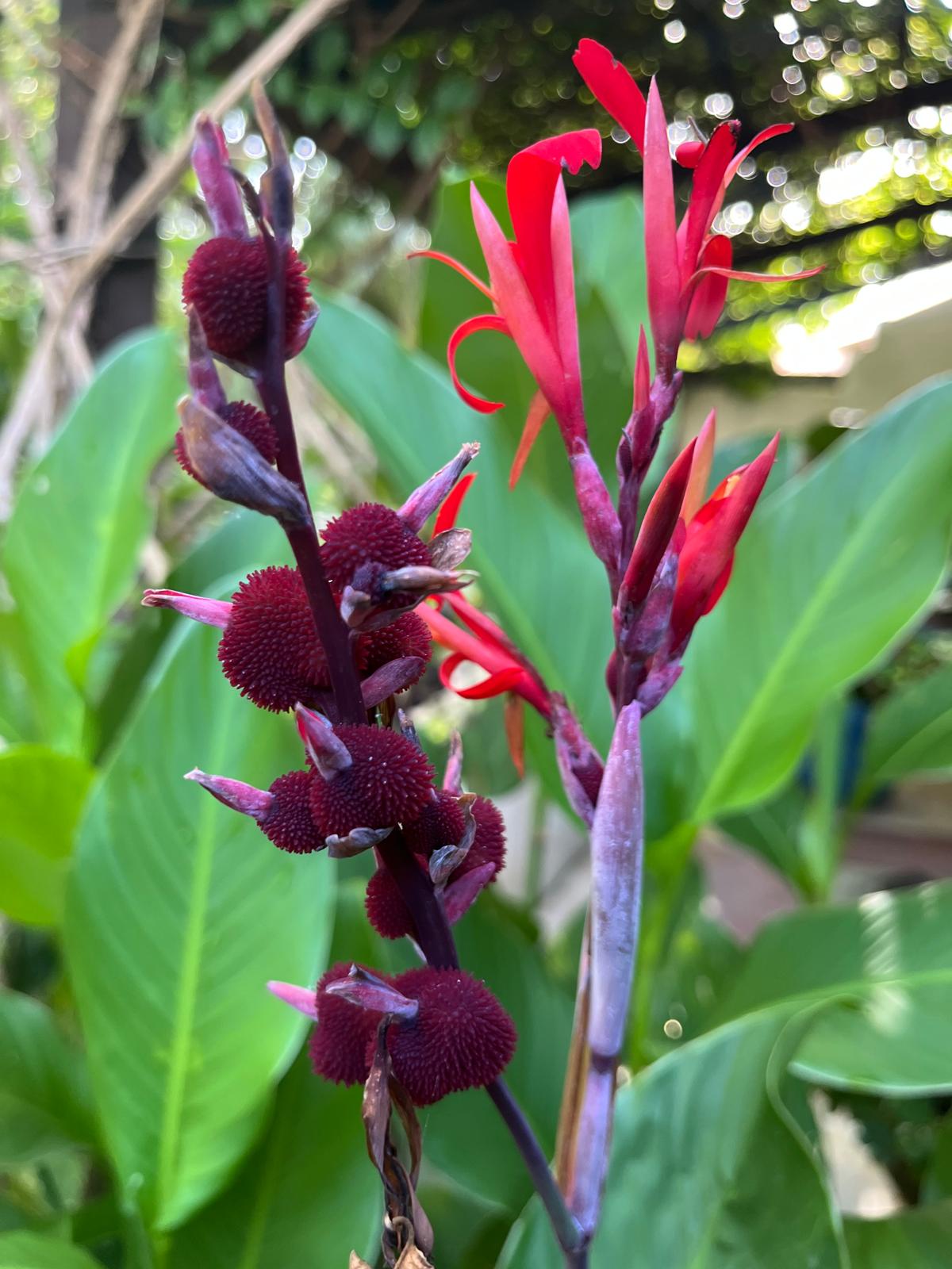 Créditos Tali Akuka