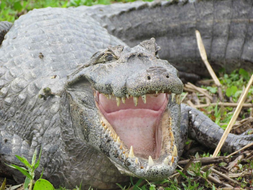 Una experiencia de ecoturismo en los Esteros del Iberá en Argentina 18