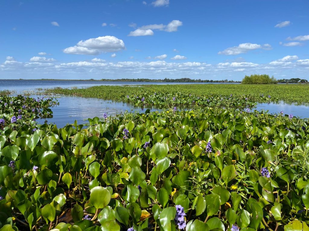 Una experiencia de ecoturismo en los Esteros del Iberá en Argentina 0