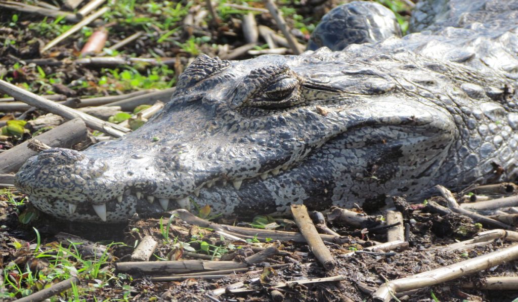 Una experiencia de ecoturismo en los Esteros del Iberá en Argentina 21
