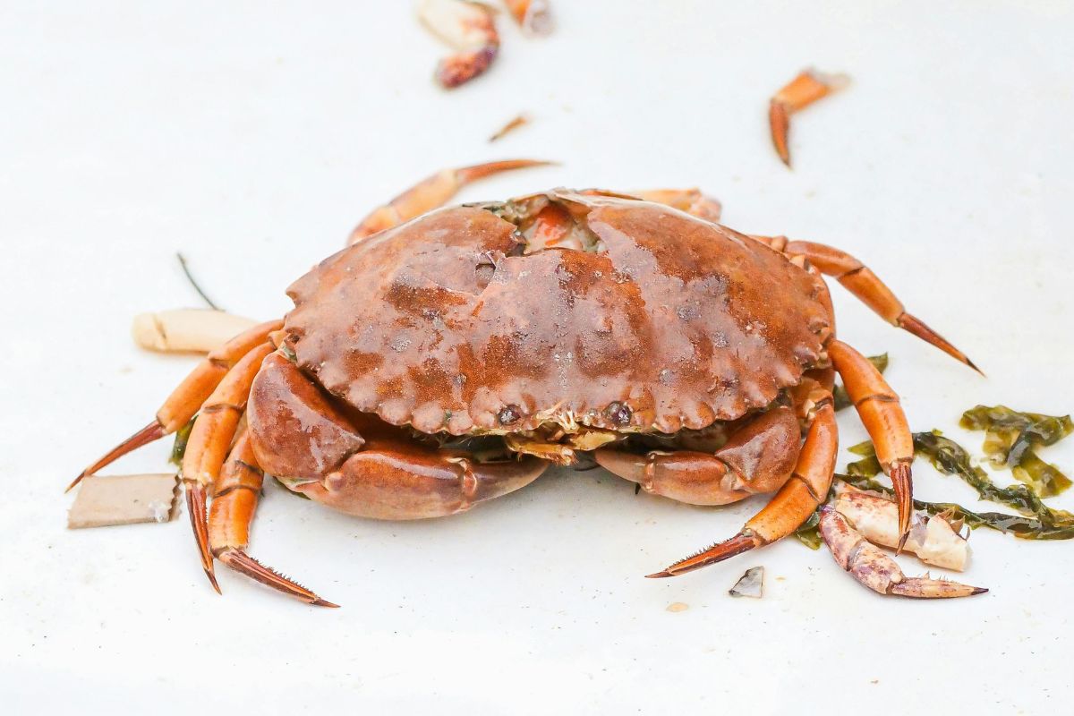 cangrejo-dungeness-2