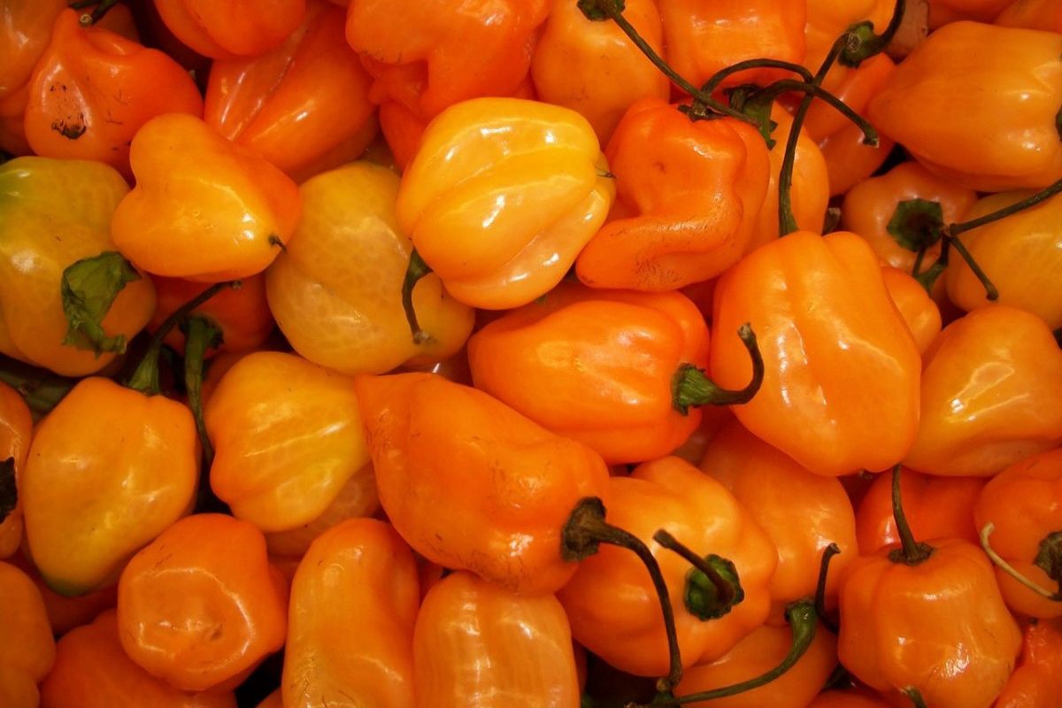 Chiles habanero frescos. Foto de PxHere.