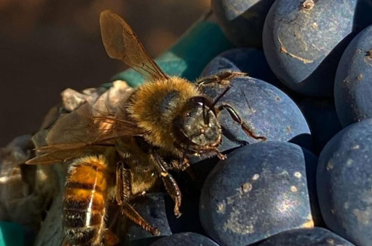 dominio-de-las-abejas-1