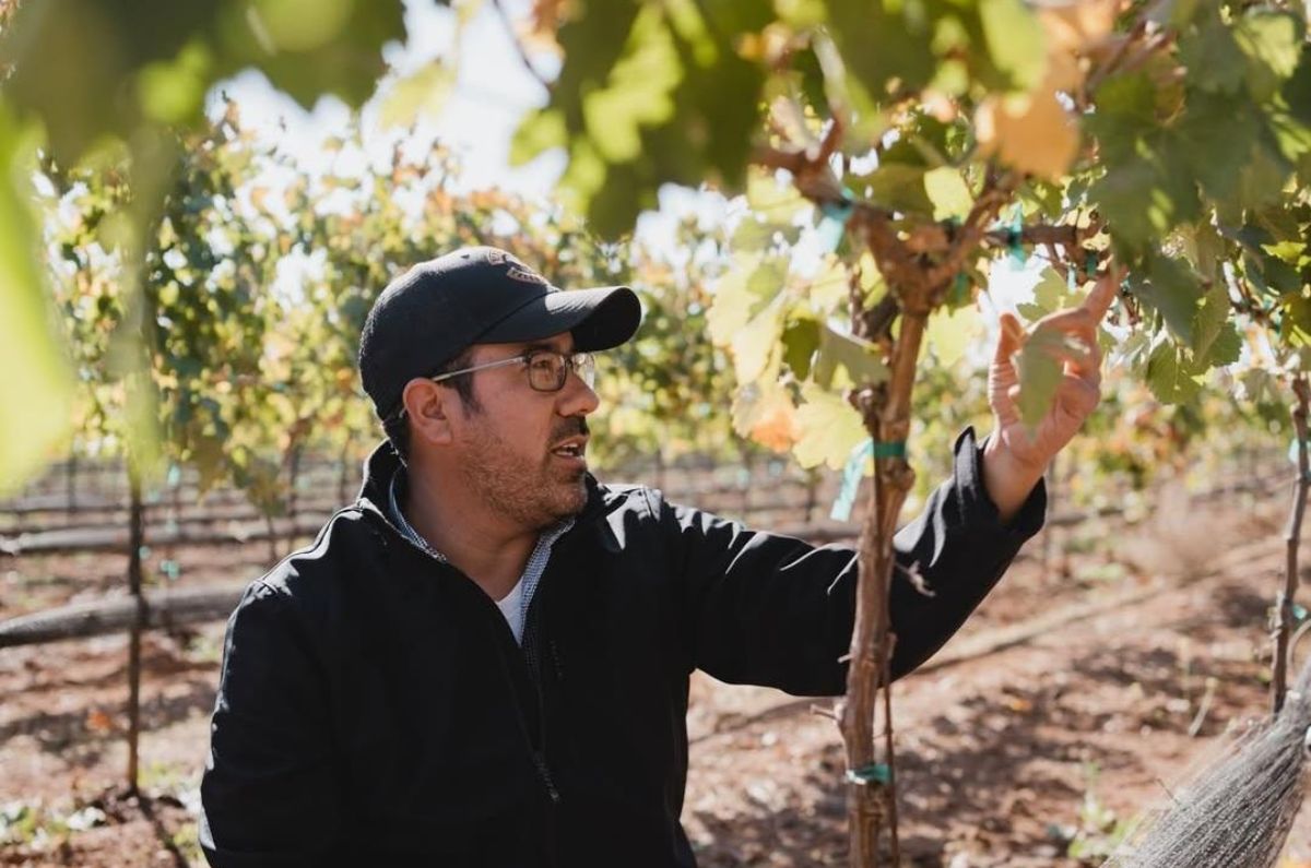 dominio-de-las-abejas-3