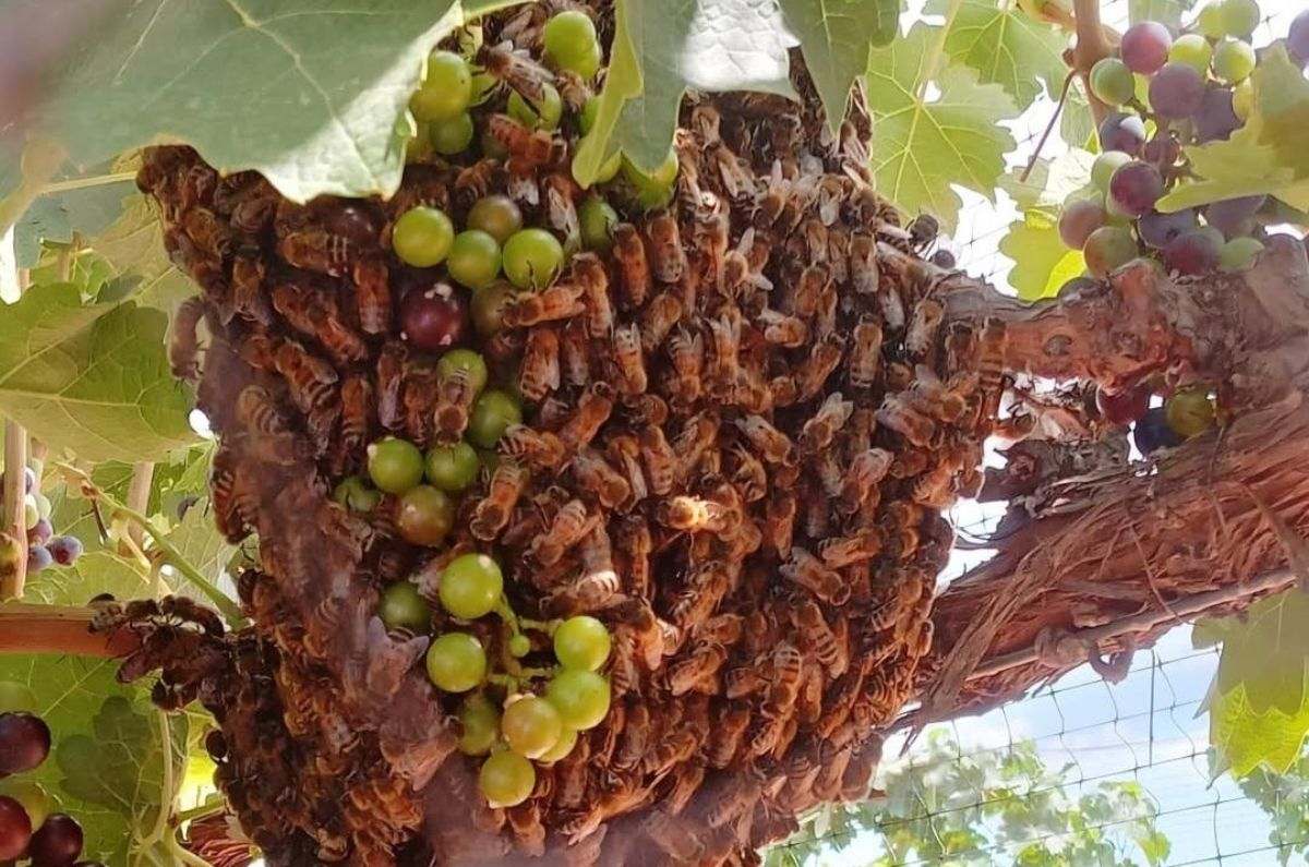 dominio-de-las-abejas-7