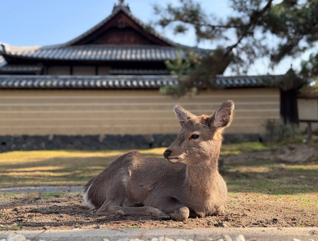 JW Marriott Nara y la cuna de Japón