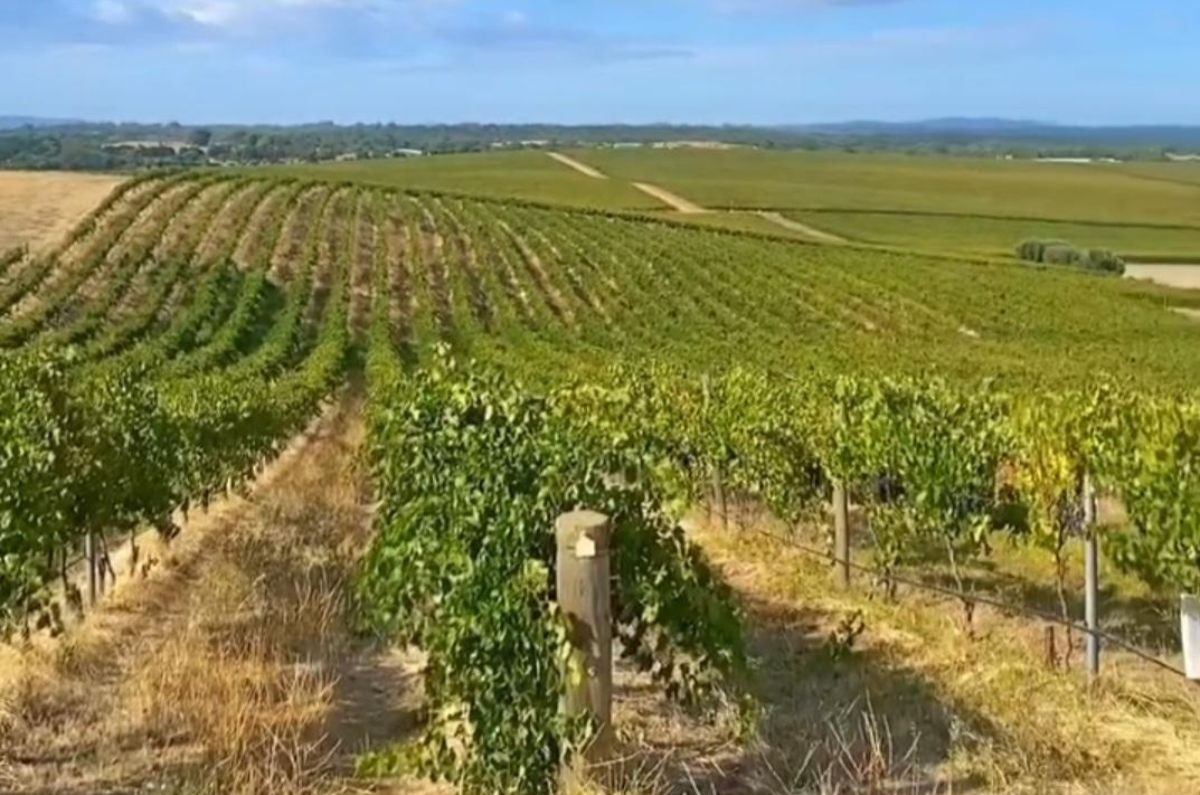 Valle de Barossa en Australia, foto tomada de las redes sociales del enólogo