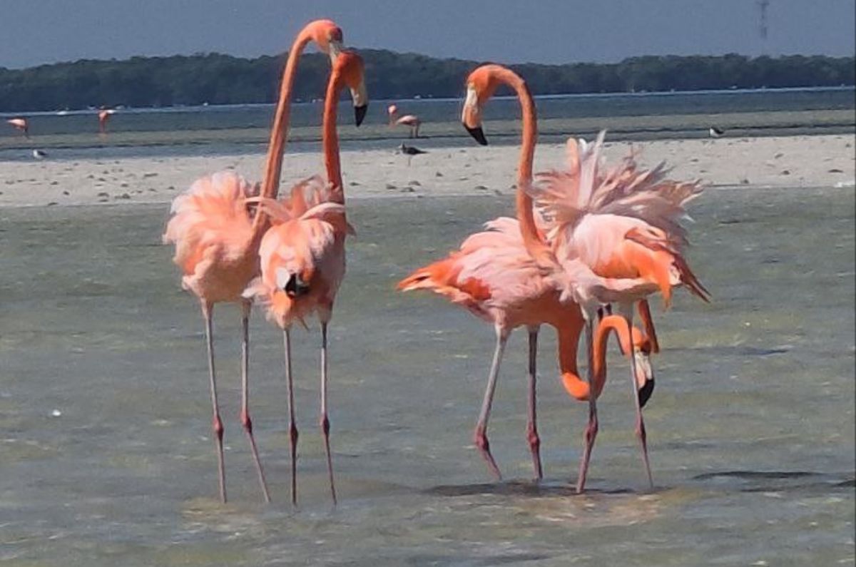 Flamingos en Yucatan
