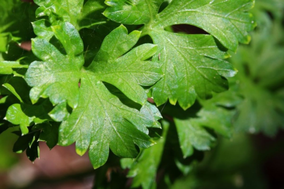 Perejil fresco. Foto de Pexels.