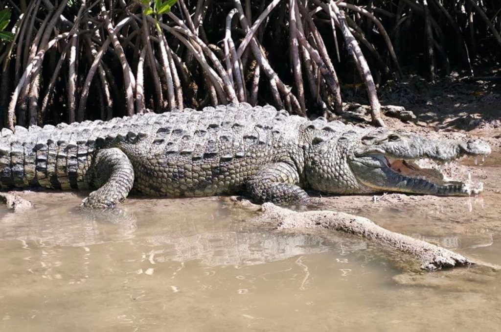 cocodrilos