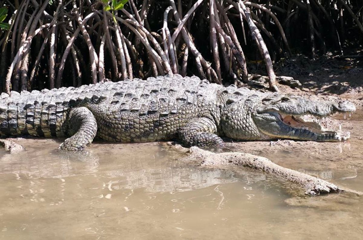 cocodrilo