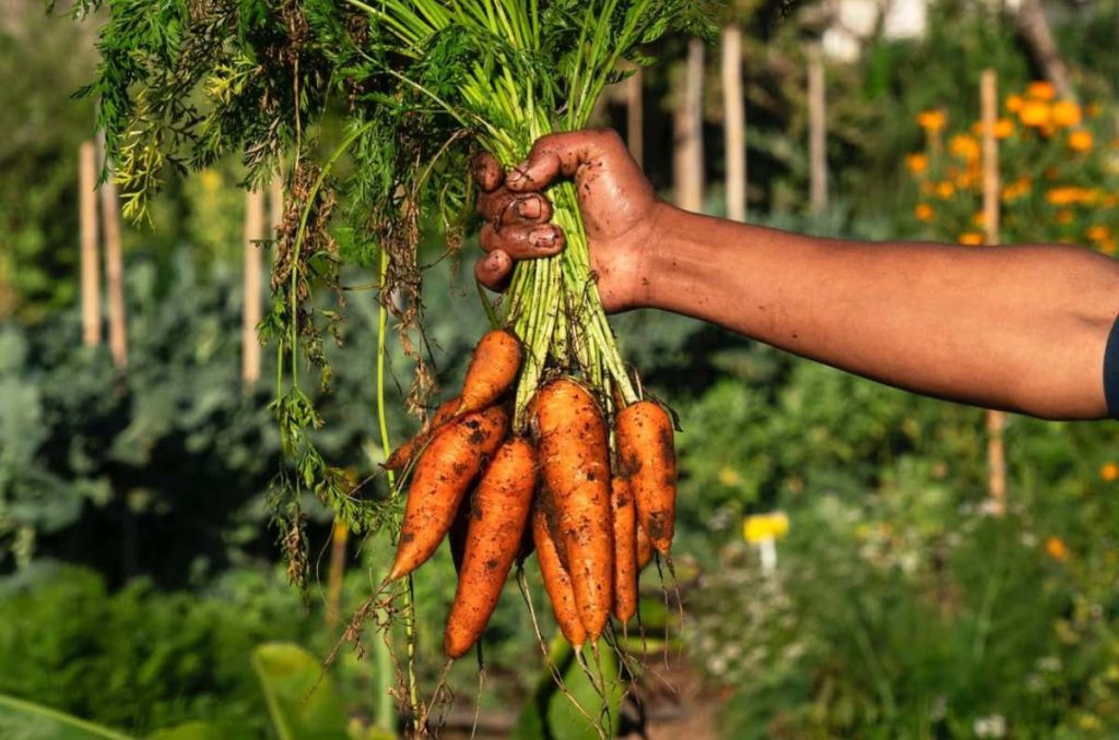 Huerto de zanahorias 