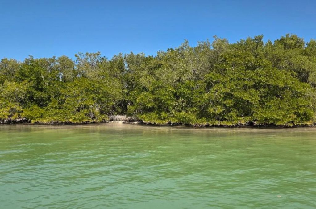 Recorrido por Río Lagartos y San Felipe en Yucatán