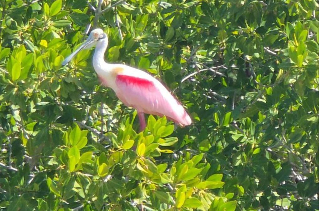 Aves en Río Lagartos