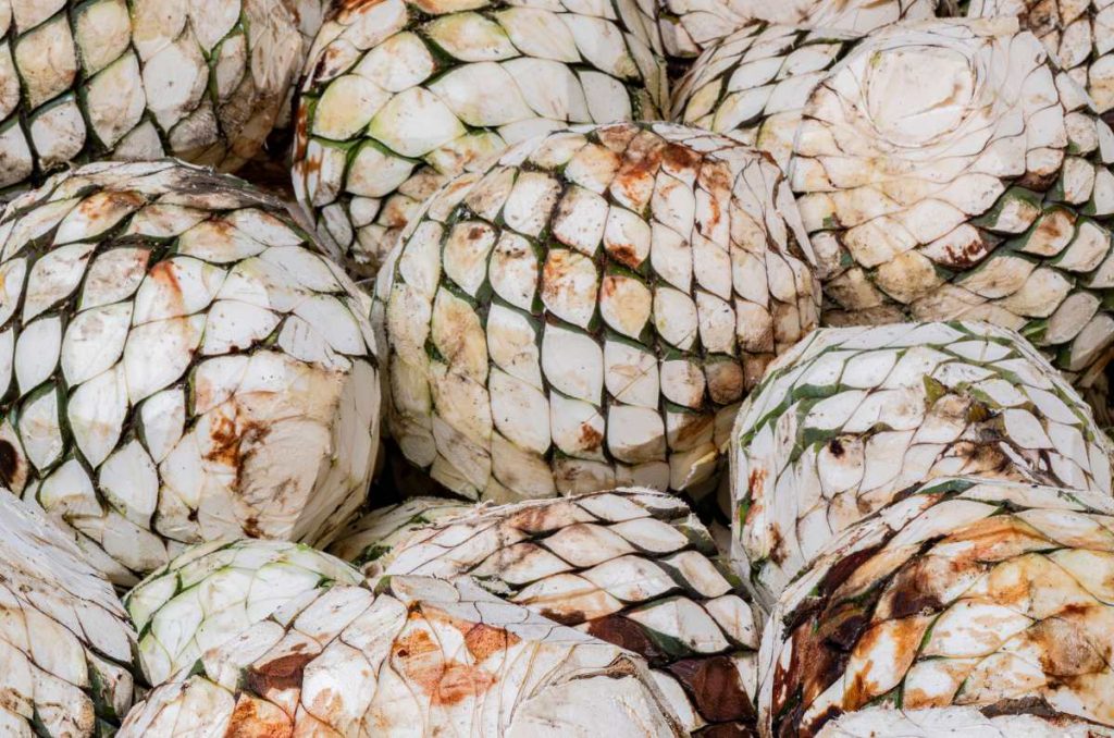 Así es hospedarse en La Casona de Hacienda Tequila Patrón, una experiencia de lujo 1