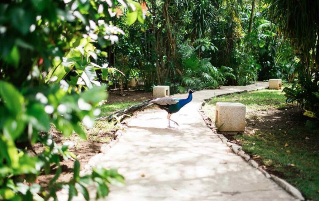 Entre la selva y el mar: Hotel Esencia 5